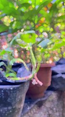 Cinematik #cinematik #nature #background #beautiful