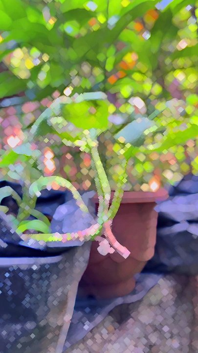 Cinematik #cinematik #nature #background #beautiful