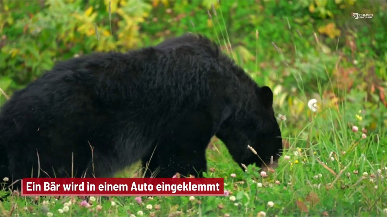 Ein Bär wird in einem Auto eingeklemmt
