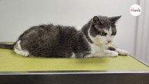 Le propriétaire de ce chat diabétique ne pouvait plus subvenir à ses besoins : Filou recherche une famille