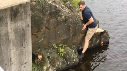 Hero Rescues Stranded Yorkshire Terrier From Drowning | Wild-ish TV