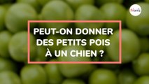 Peut-on donner des petits pois à un chien et comment les préparer ?