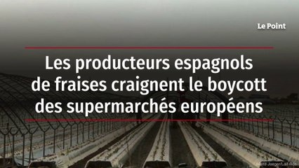 Les producteurs espagnols de fraises craignent le boycott des supermarchés européens