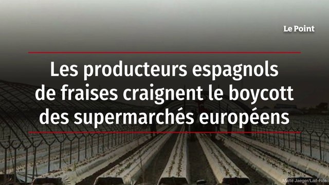 Les producteurs espagnols de fraises craignent le boycott des supermarchés européens