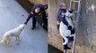 HEROIC firefighters rescue trapped Dog stuck in icy pool!