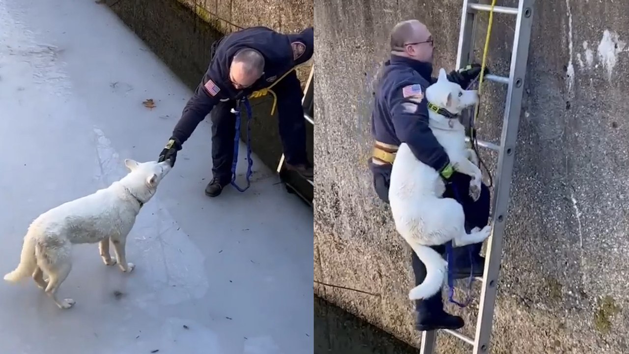 HEROIC firefighters rescue trapped Dog stuck in icy pool!