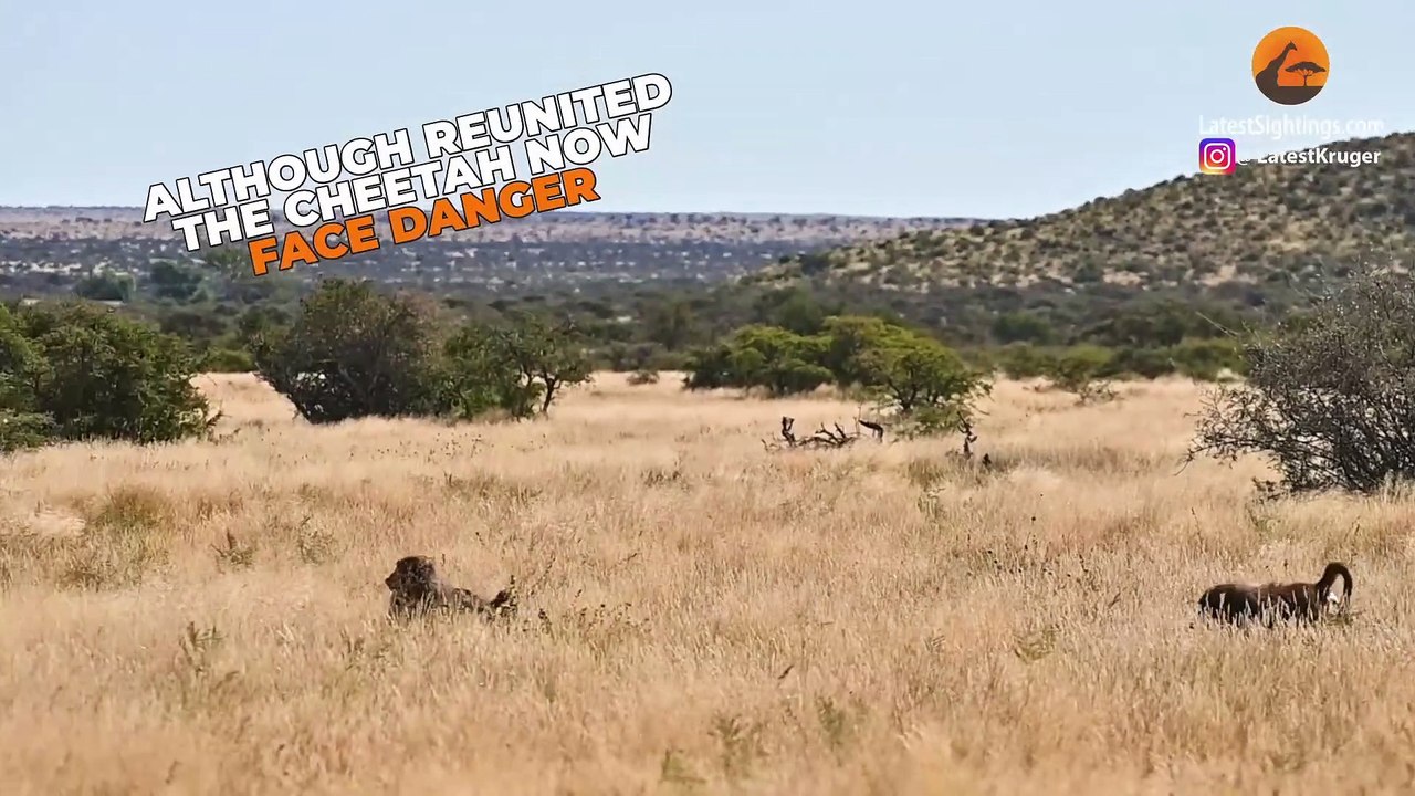 Lost Cheetah Calling Brother Attracts Aggressive Baboons Instead