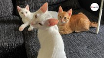 Un couple visite la Grèce : il revient de son voyage avec trois chats dans leurs valises