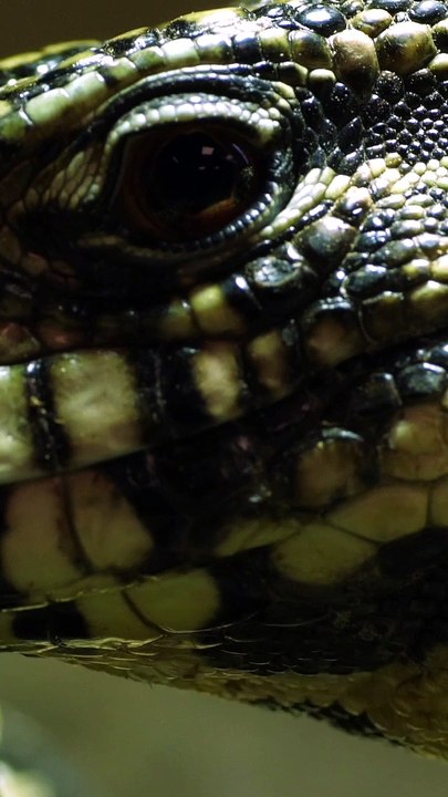 Les plus gros lézards du monde ?