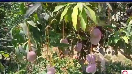 बिहार के ‘मैंगो मैन’ ने डेवलप कर दी नई वेराइटी, मार्केट में आएगा मोदी-3 आम