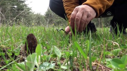 Ormanlık alanda yetişiyor: Kilosu 500 TL!