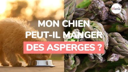 Les chiens peuvent-ils manger les asperges ?
