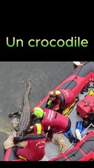 Un crocodile retrouvé en Dordogne, mais ... (Insolite)