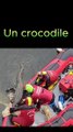Un crocodile retrouvé en Dordogne, mais ... (Insolite)