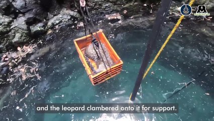 Experts staged daring rescue after young leopard got stranded in 80ft well - using a crate and ropes to lift the animal out