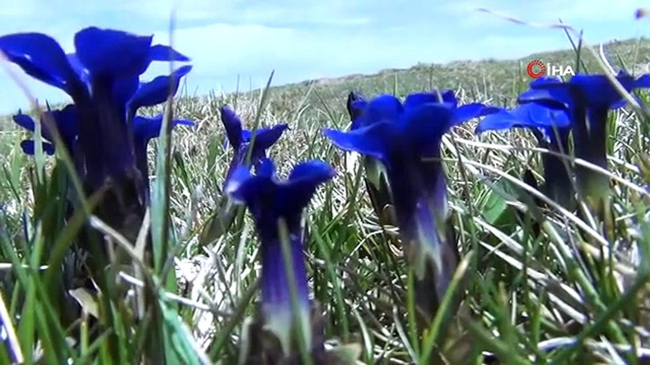 La neige a fondu, les derniers perce-neige de l'année ont fleuri