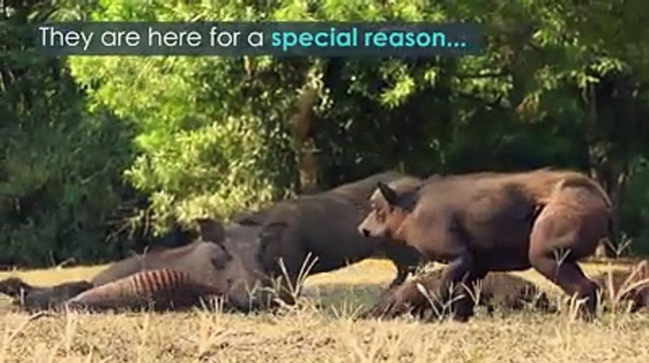 Spy warthog gets a full body makeover from some banded mongooses.