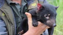 These TASMANIAN DEVIL Joeys will melt your heart!