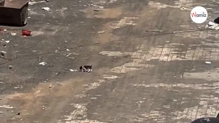 Bruits étranges dans la rue : elle pense à une souris mais comprend vite qu'elle se trompe depuis le début (vidéo)