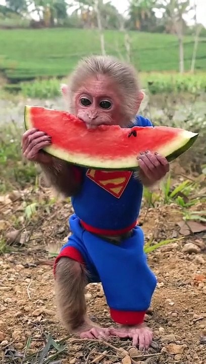 Funny Monkey Eating Watermelon 