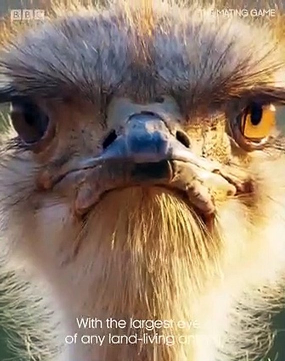 Pink shins, shiny feathers, can't lose.  The end result might not be as smooth and slick, but this ostrich does have some moves…   #TheMatingGame