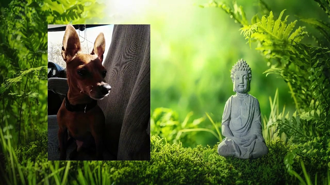 Vlog 03 - Confinement-