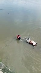 Sele kapılan inekler telef oldu