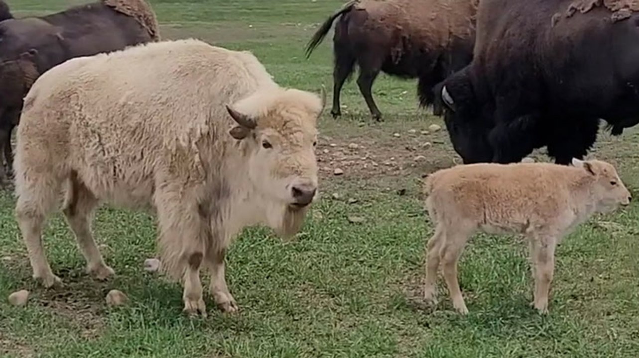Rare white bison calf born at state park in Wyoming