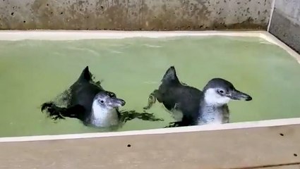 Adorable penguin chicks take swimming lessons at New York zoo