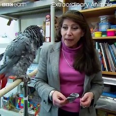 Parrots are incredible!