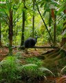 Australia has a wild pig problem and it is affecting the habitat of the cassowary   #SevenWorldsOnePlanet