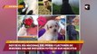 Hoy es el día nacional del perro y lectores de Misiones Online enviaron fotos de sus mascotas