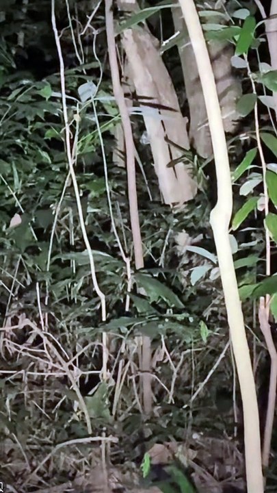 Paranormal activity ghost on camera part 128