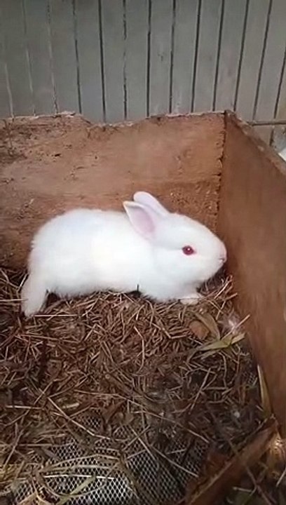 kid #pet #feeding #feedingtime #feed #bunny #asmr #bird #cat #cutebunny #chicken