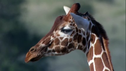Three Cheetahs Vs Ostrich _ Life _ BBC Earth