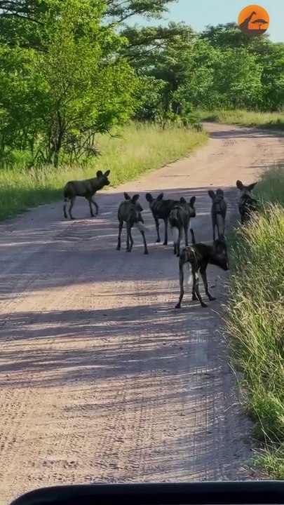 Hyena Pushes Wild Dogs into Lions