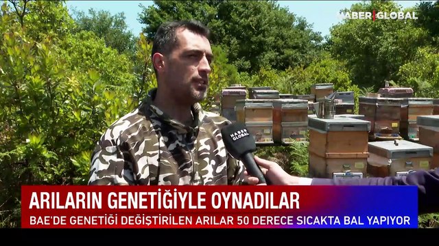 Arıların genetiğiyle oynadılar! 50 derece sıcakta bal yapıyorlar