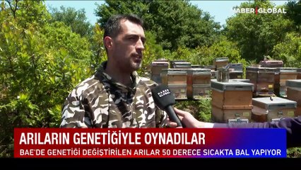 Arıların genetiğiyle oynadılar! 50 derece sıcakta bal yapıyorlar