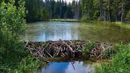 27Beaver vs Porcupine   +Tasmanian Devil vs European Badger winner