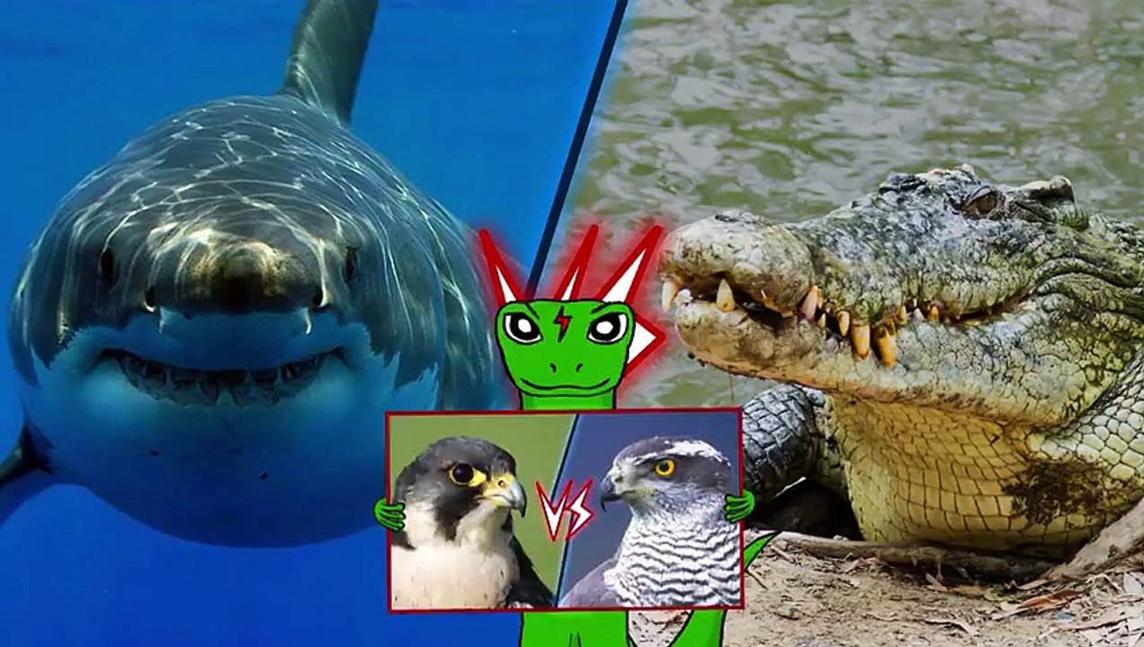 23Great White Shark vs Saltwater Crocodile +Peregrine Falcon vs Goshawk  winner, image size:1272x720