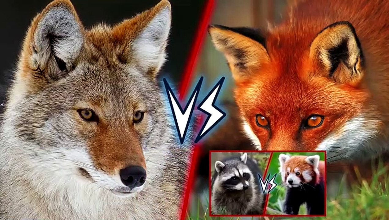 15Coyote vs Red Fox + Raccoon vs Red Panda winner - video Dailymotion