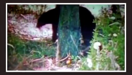 9Wolverine vs Honey Badger   +Lynx vs Snow Leopard winner