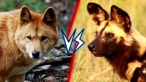 10Dingo vs African Wild Dog   +Wolverine vs Honey Badger winner