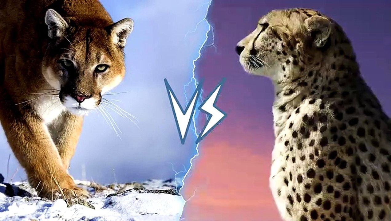 5Cougar vs Cheetah   + Wolf vs Hyena winner