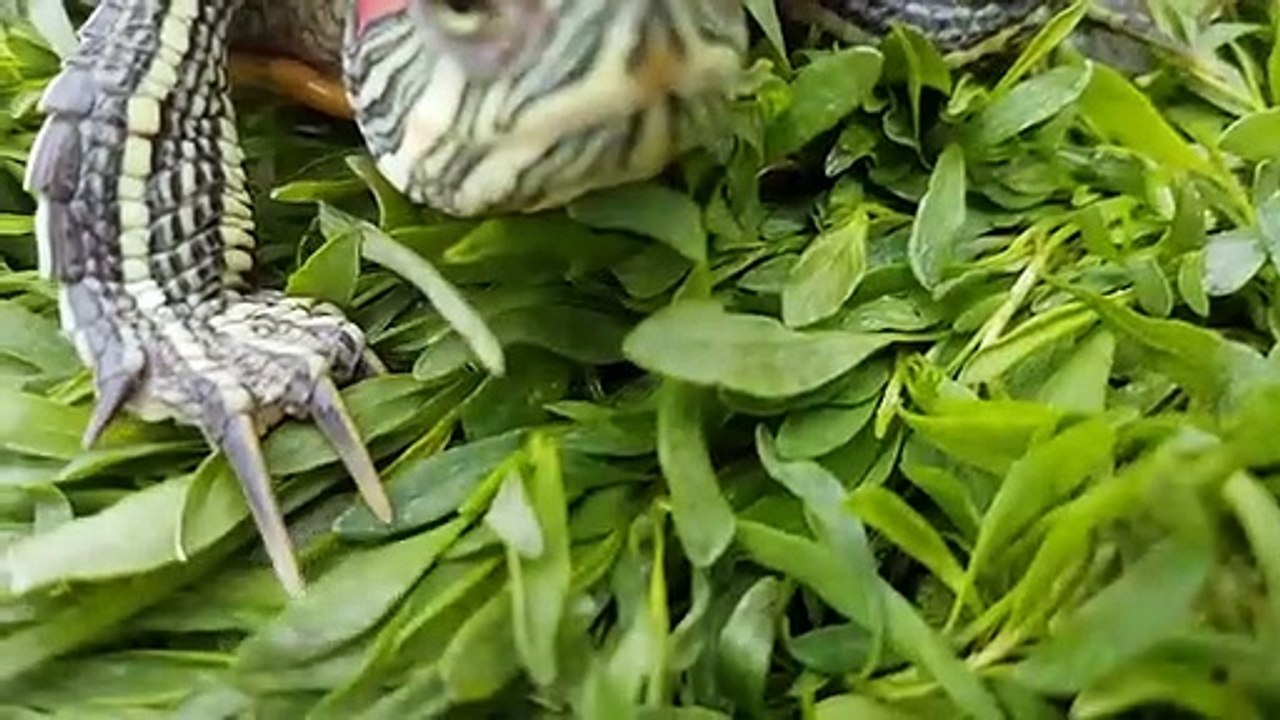 Red Eared Sliders - Everything you need to know