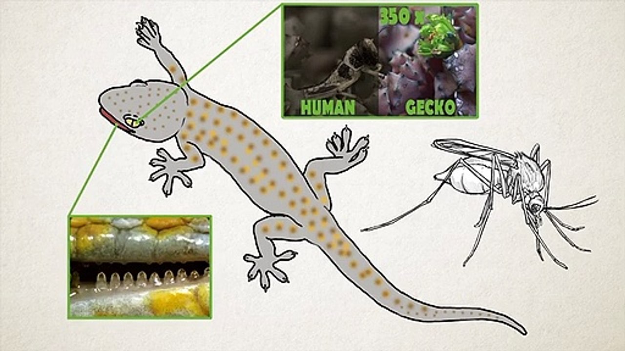 Gecko - The Animal Which Can Walk On Glass