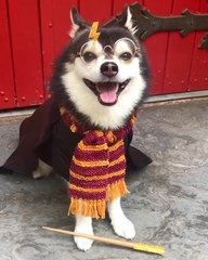 AMAZING Animals inspired by HARRY POTTER!