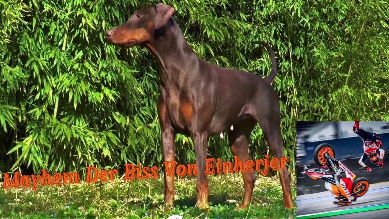 Dobermann Mayhem Der Biss Von Einherjer / 100% working line high drive (part 1 )