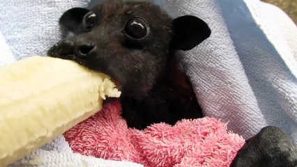 'He's Cranky' Rescued Bat Enjoys Banana