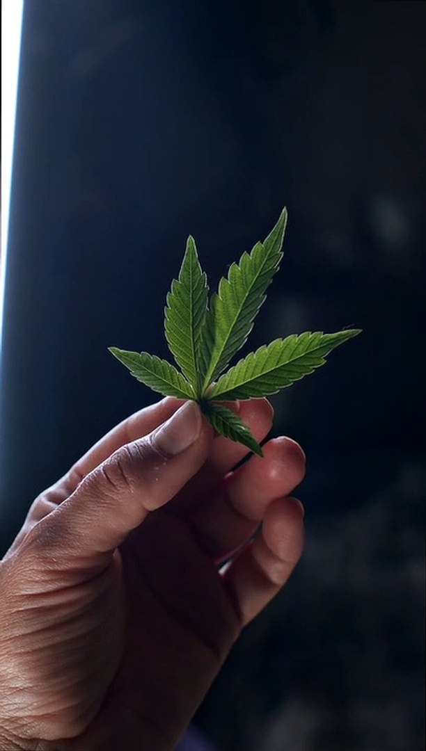 ⁣hoja de cannabis